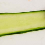 Zalmsalade komkommer rolletjes